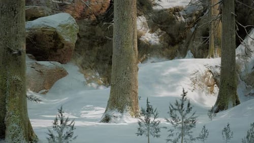 Snow Covered Winter Forest with Tall Trees and Serene Landscape in Daylight