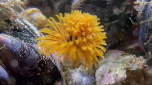 Yellow feather duster worms. Underwater footage in HD.