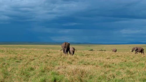 eine Elefantenmutter und ihr Baby laufen neben der Herde im Gras der afrikanischen Savanne. Weitwinkelaufnahme