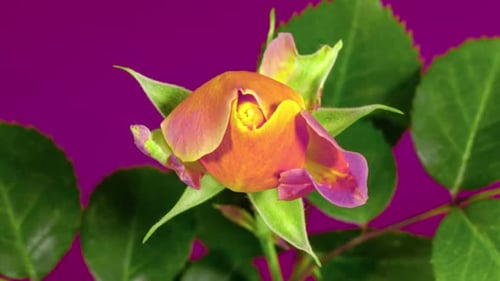 Rose Zeitraffer
