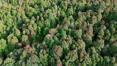 Aerial view of forest trees in tropical rainforest of Indonesia.