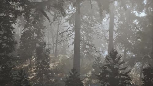 Herbstlicher Kiefernwald an einem nebligen Morgen
