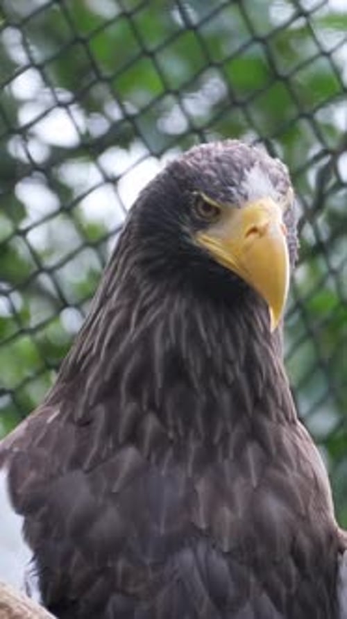 Oiseau perché sur un arbre, fond de ciel bleu, aigle de mer, famille des Accipitridae, Vidéo verticale