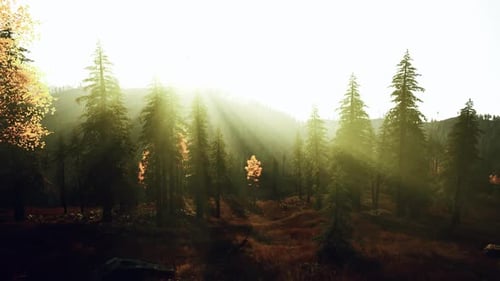 Une lumière chaude et rougeoyante révèle une vaste forêt brumeuse avec des ombres