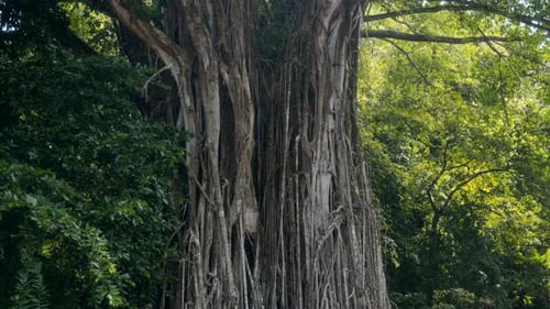 Tree with Aerial Roots and Green Canopy