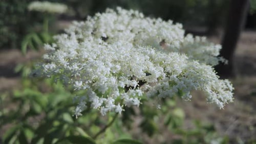 White American black elderberry (Sambucus canadensis) swaying in wind