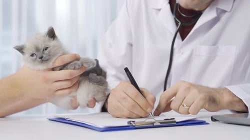 Veterinarian Examines a Light Gray Kitten Carefully