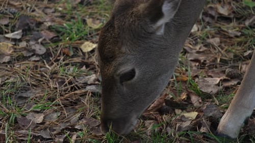 Deer Grazing on Grass in a Forest