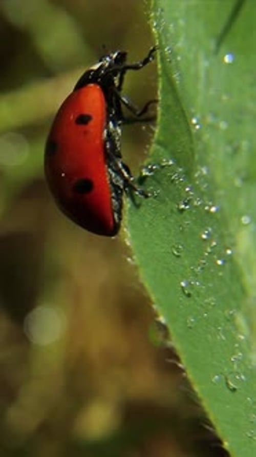 Il y a des gouttes de rosée ou de pluie sur une feuille de trèfle et une coccinelle se lave