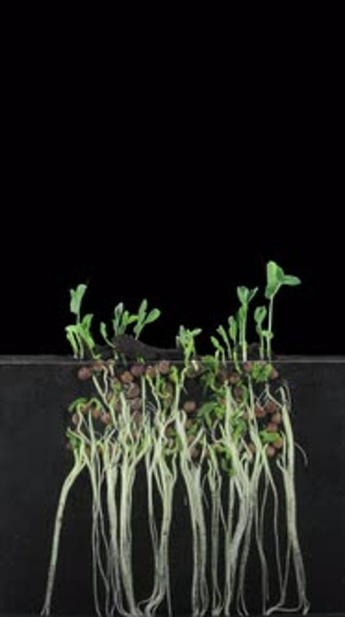 Pea Seeds Sprouting in a Time Lapse