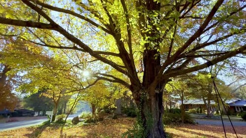 Tree with Yellow Leaves and Hanging Swing
