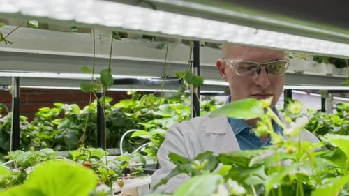 Young Male Farmer Examining Strawberry Harvest in Vertical Farm