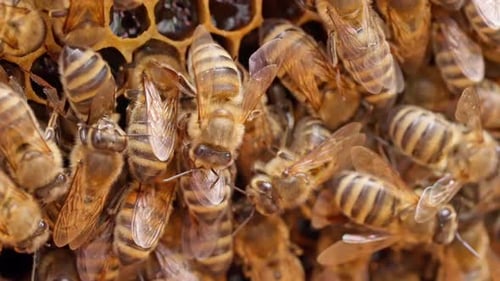 Kleine Bienen und Waben