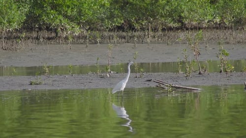 Silberreiher (Ardea alba) steht in einem flachen Wasser mit Mangrovenfeuchtgebieten im Hintergrund. Tolles weißes H