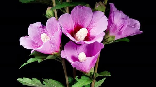 Tree Hibiscus Flower Blooms. Bud Opens into a large Purple Flower. Time Lapse of a Blooming Violet