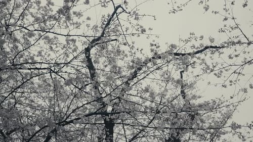 Looking Up At Cherry Tree With White Flowers In Bloom During Spring In Tokyo, Japan. low angle shot