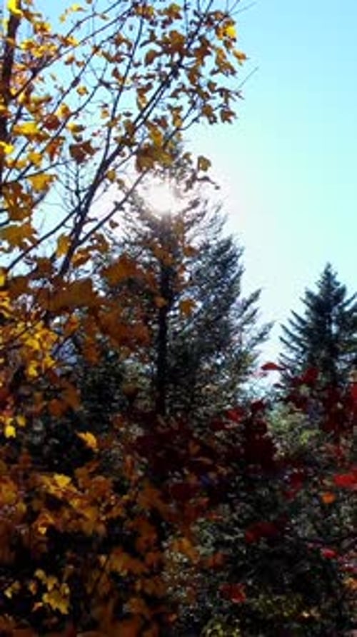 La lumière du soleil filtre doucement à travers les feuilles d'automne colorées dans un cadre forestier pittoresque