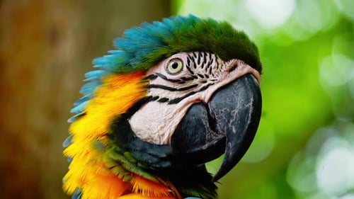 Nahaufnahme eines bunten Ara-Vogelgesichtes