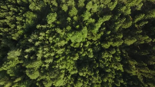 Pine tree forest from above