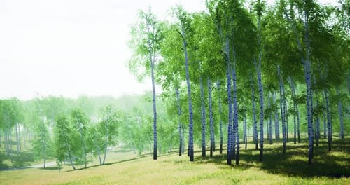 Lush Green Forest with Tall Trees and Soft Sunlight in Tranquil Landscape