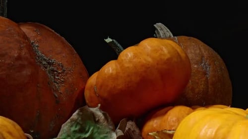Pile of Pumpkins and Autumn Leaves