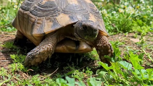 Tortoise walking on green grass outdoors in sunlight, symbolizing calm and nature