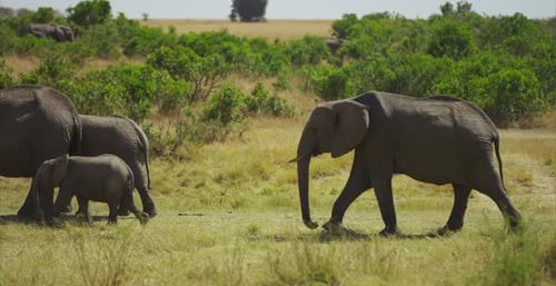 Elephants Roam the Tropical Savanna With Baby