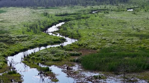 Aerial drone footage of a winding stream flowing through vibrant green wetlands in Michigan’s Upper