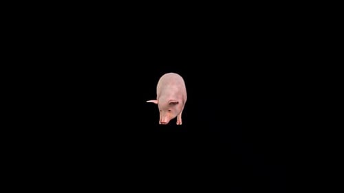 Animated Realistic Pig Walking Looking Around