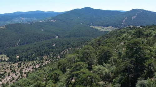 Aerial View Of Green Treetops