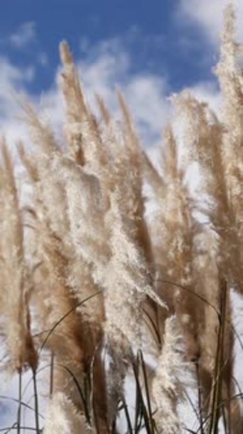 Pampas Grass Swaying in the Breeze