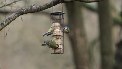 Mésange charbonnière, Parus major, et mésanges bleues, Cyanistes caeruleus, sur une mangeoire. Hiver.
Royaume-Uni