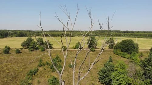 A Dried Up Dead Tree in a Field