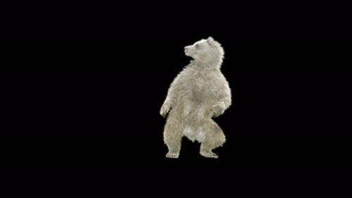 74 Samba Dancing Bear 4K