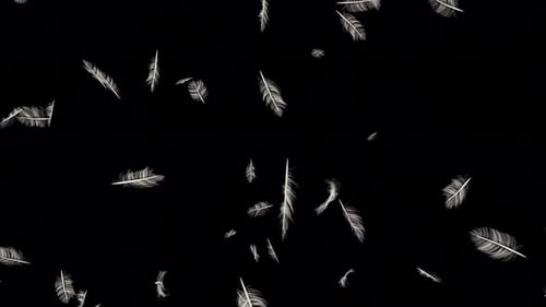 Gentle Falling White Feathers Animation with Alpha Channel