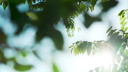Nature Green Bokeh Background. Sunlight Shining Through The Leaves Of Trees