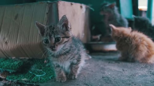Tabby Kitten Looks Curiously at the Camera