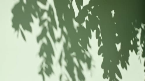 Transparent Soft Light and Shadows From Branches Plant Foliage and Leaves Sun and Shadows Gray