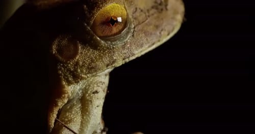 Side view tree frog closeup making its skin and eyes visible showing its tympanum