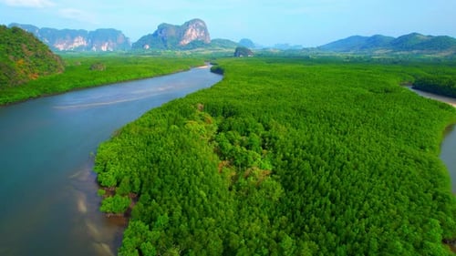 River through a lush mangrove forest