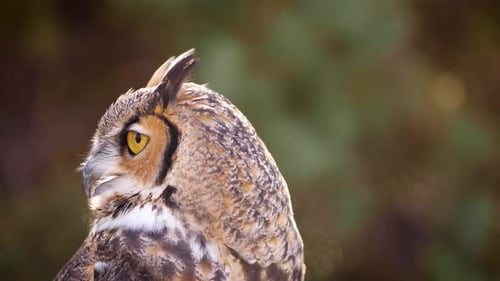 Close-Up of Majestic Great Horned Owl Portrait