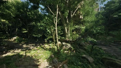 A Scenic Woodland Landscape in New Zealand Mountain Path