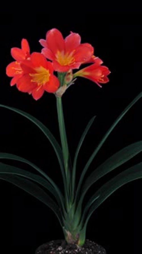 Time lapse of growing clivia flower with ALPHA channel, vertical orientation