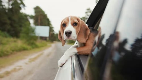 Beautiful Beagle Dog Riding a Car and Putting Head Out of Window and Watching Outside Look Around