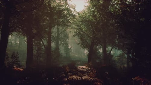 A Serene Forest Path Enveloped By Towering Trees