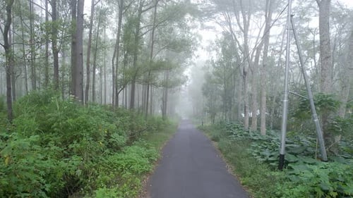 Forward Drone Flight Over Misty Forest Road in Morning Fog