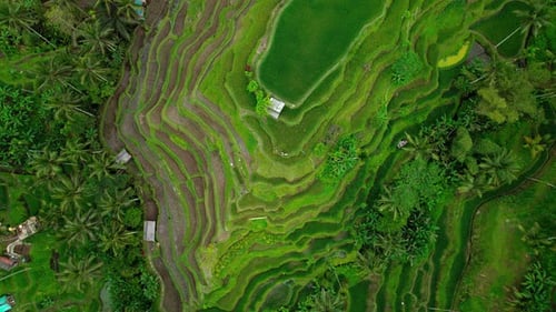 Rice Terraces Tegallalang with Tropical Landscape Palm Tree Forest Jungle on Bali Island Indonesia