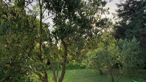 Background of Olive Leaves with the Sun Breaking Through Solar Sun Flares Shining Through Olive Tree