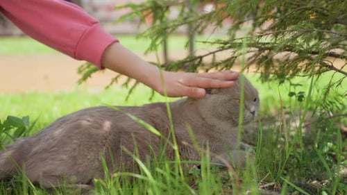 Child Hand Pets Fluffy Scottish Fold Cat in Yard