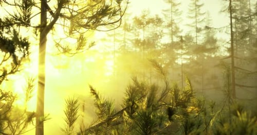 Sunlight Filters Through Trees in a Tranquil Forest at Dawn